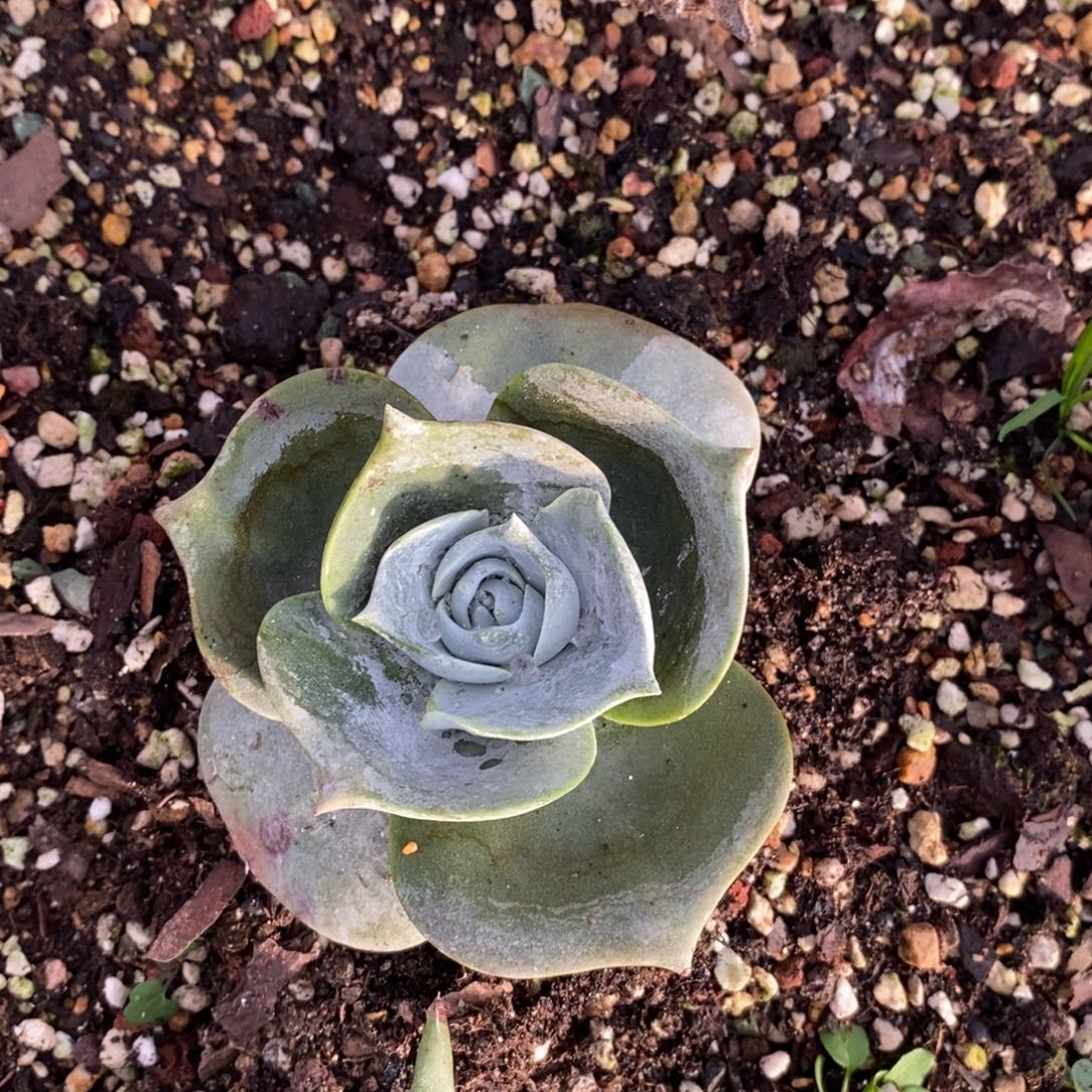 阿瑞佐尼卡，桃桃寄养