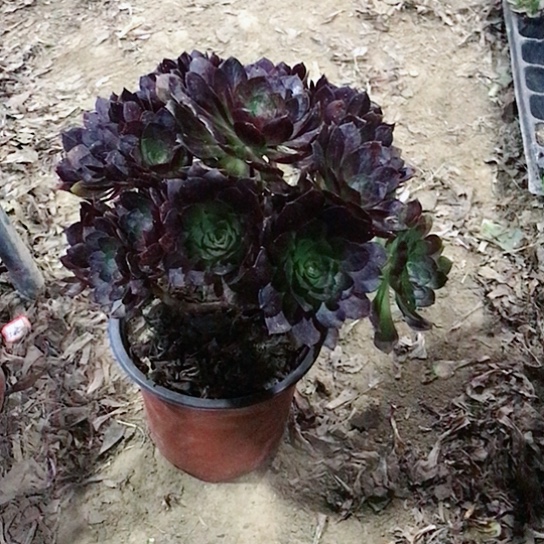 南***山赤焰莲法师00000020