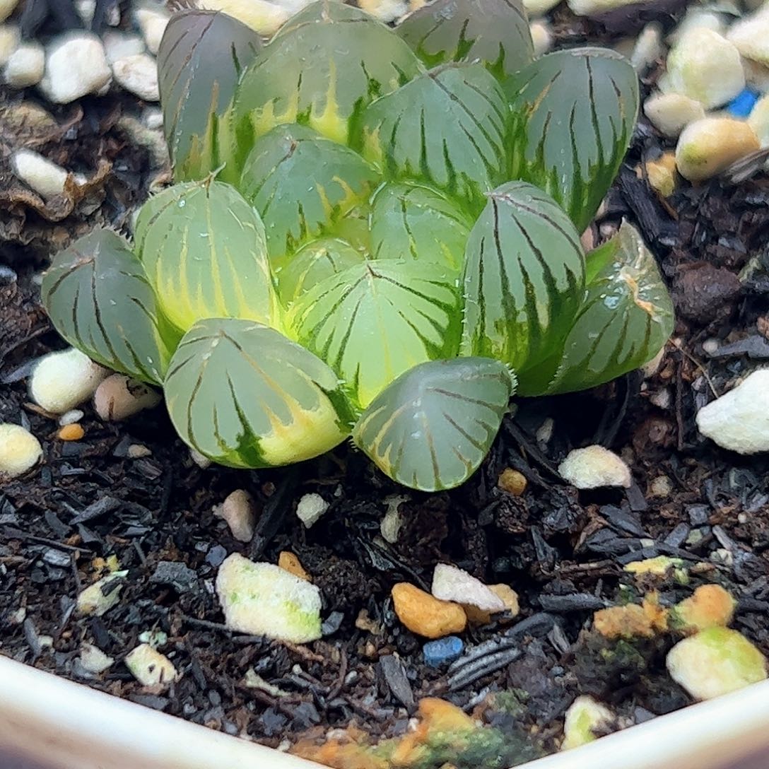 霓虹灯锦十二卷多肉植物