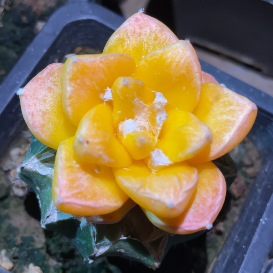 荷花莲叶 菜花牡丹锦