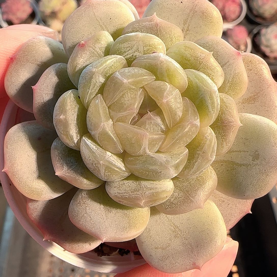 多肉1207-66白恋白恋