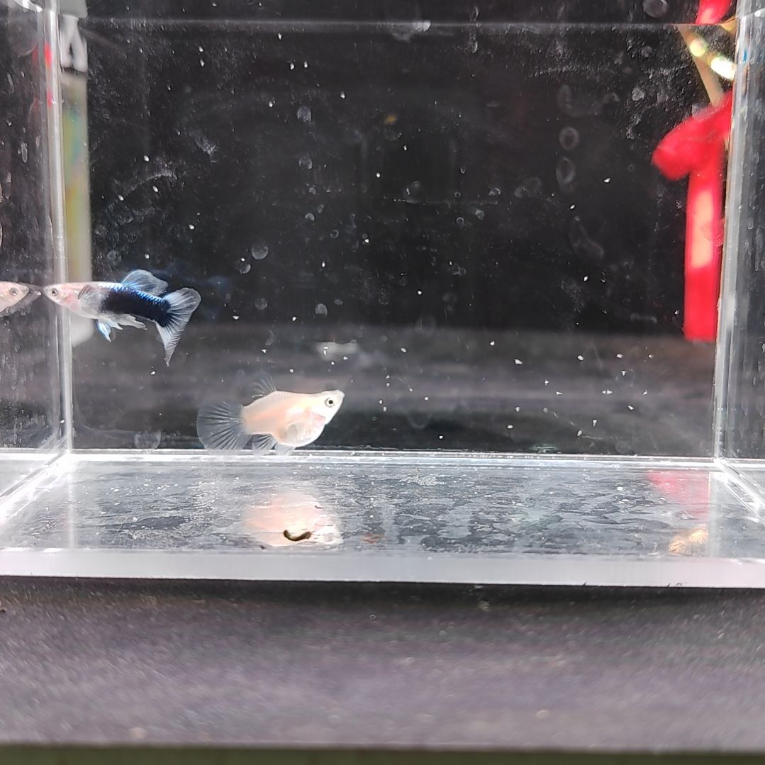 孔雀鱼编号30蓝礼服球