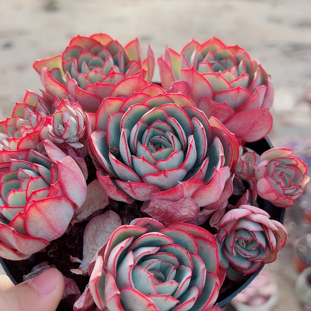 牡丹亭多头群生精品特价