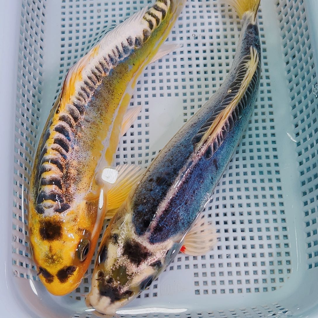 锦鲤锦鲤冷水鱼观赏111