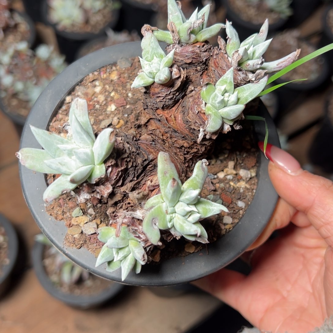 2659法姆哈哈哈哈哈哈哈多肉