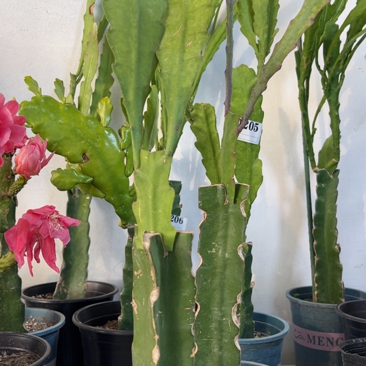 当前无花栽培后可以开花207