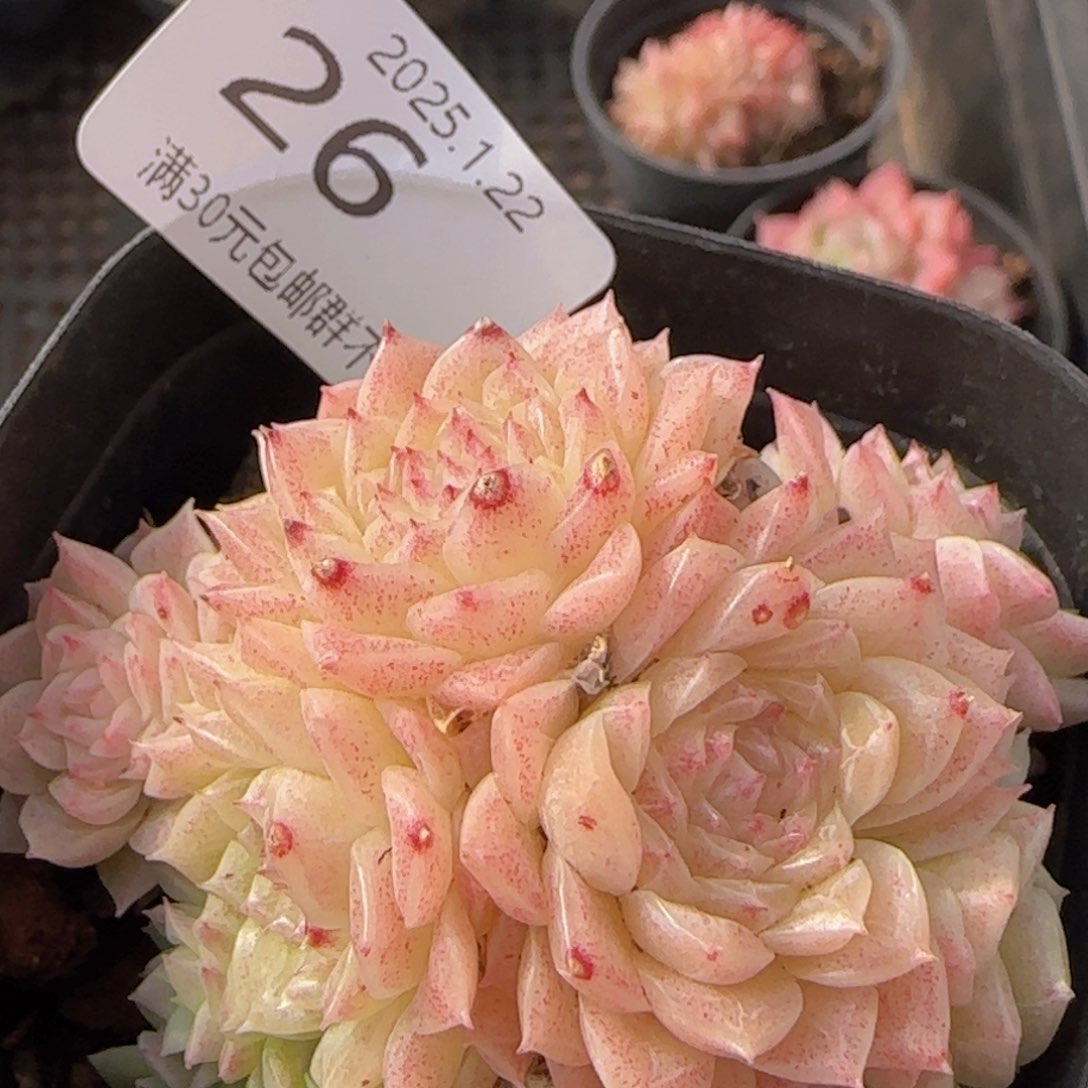 麦秆群一颗脱土发货