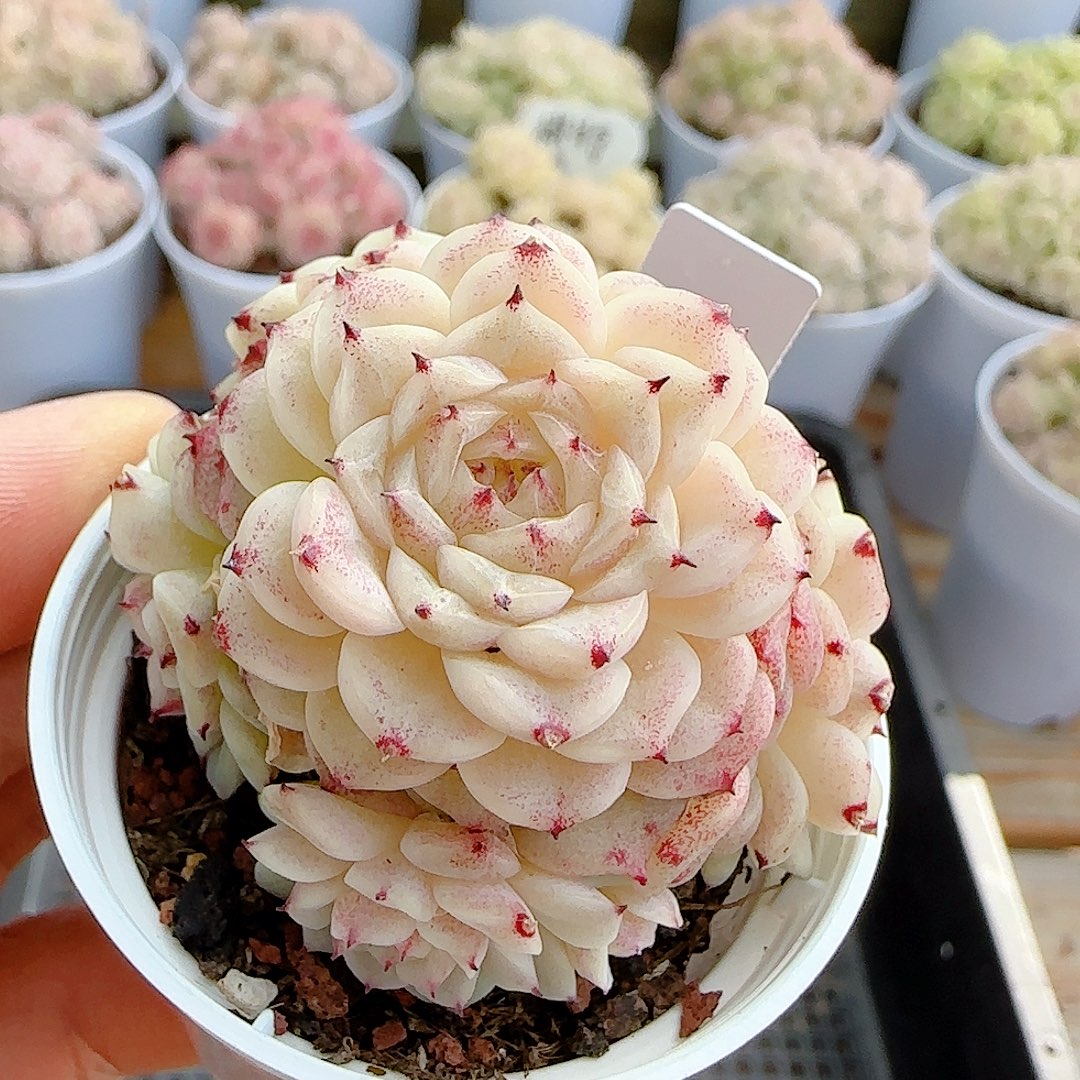 1229-19（xx-70）优选