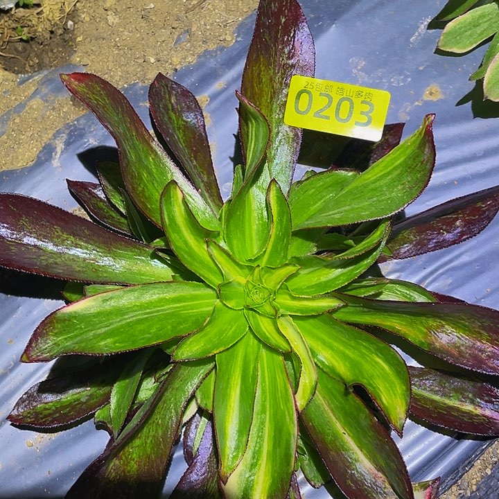 0203魅影中班七彩多肉植物