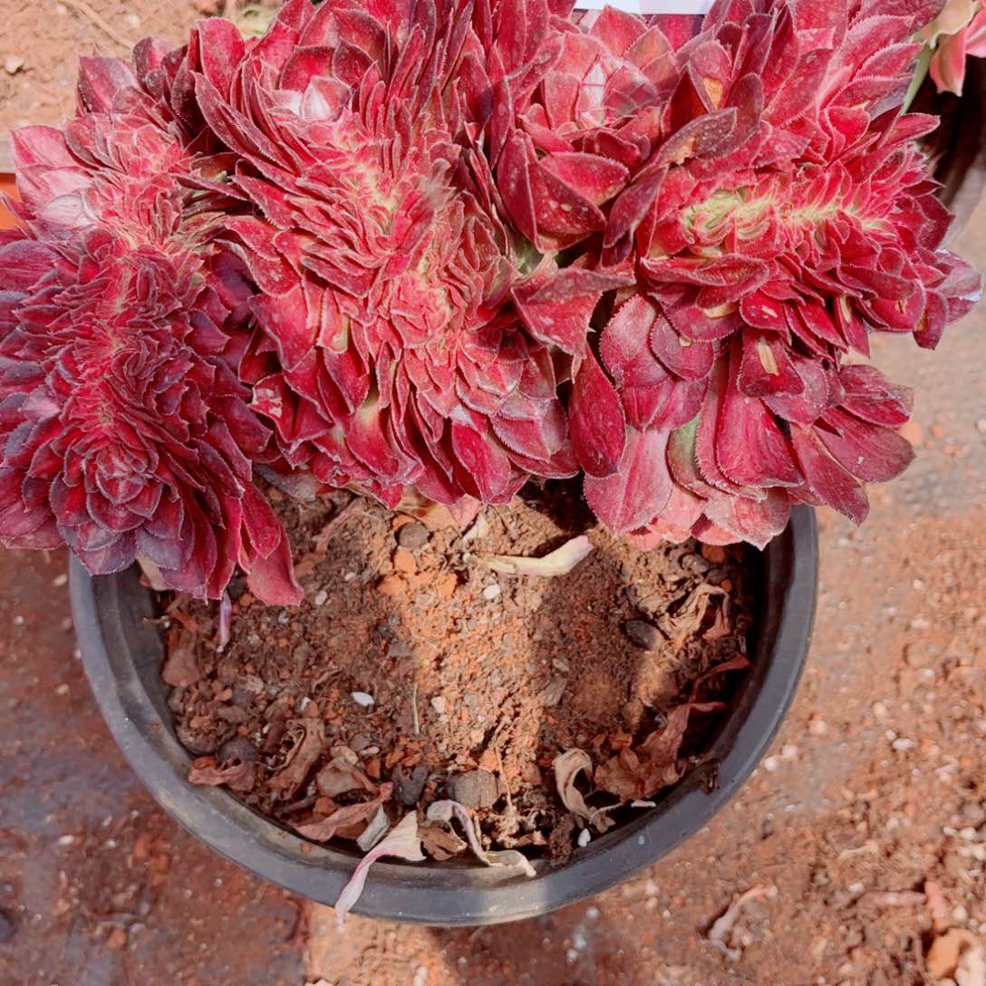 多肉植物714中班