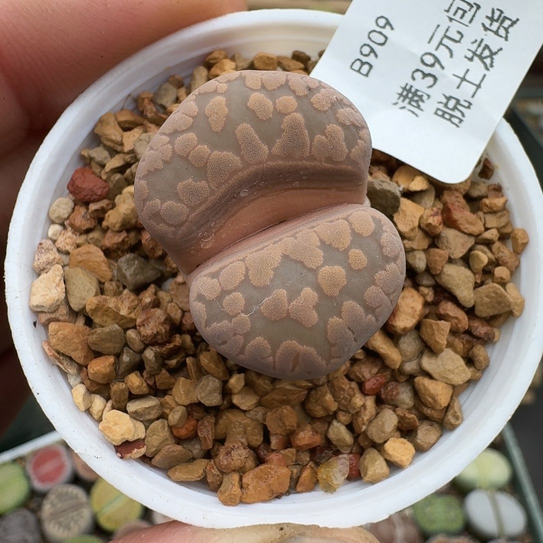 909多肉哈哈哈哈哈哈母本紫大牙