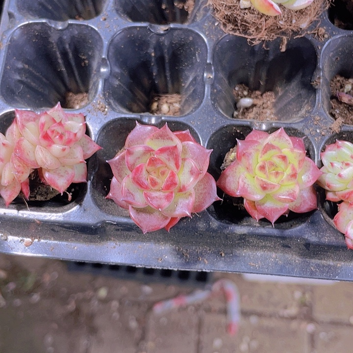 天鹅绒杂乌木【满10颗包邮】