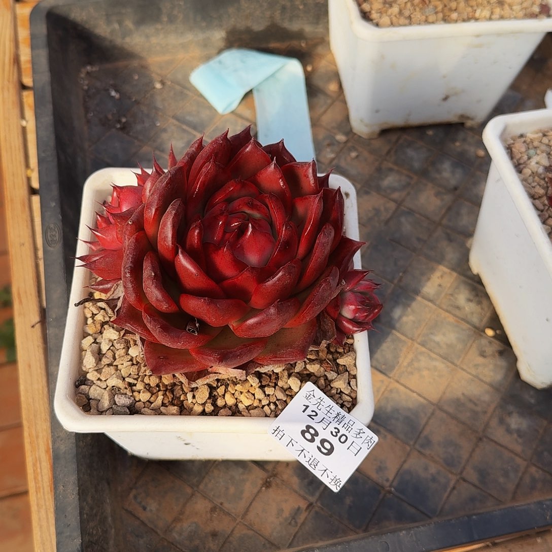 木***马1230-89红色东云a