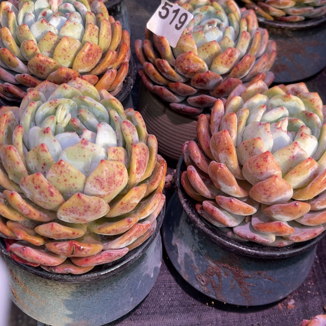 【闪购商品】沫*沫519