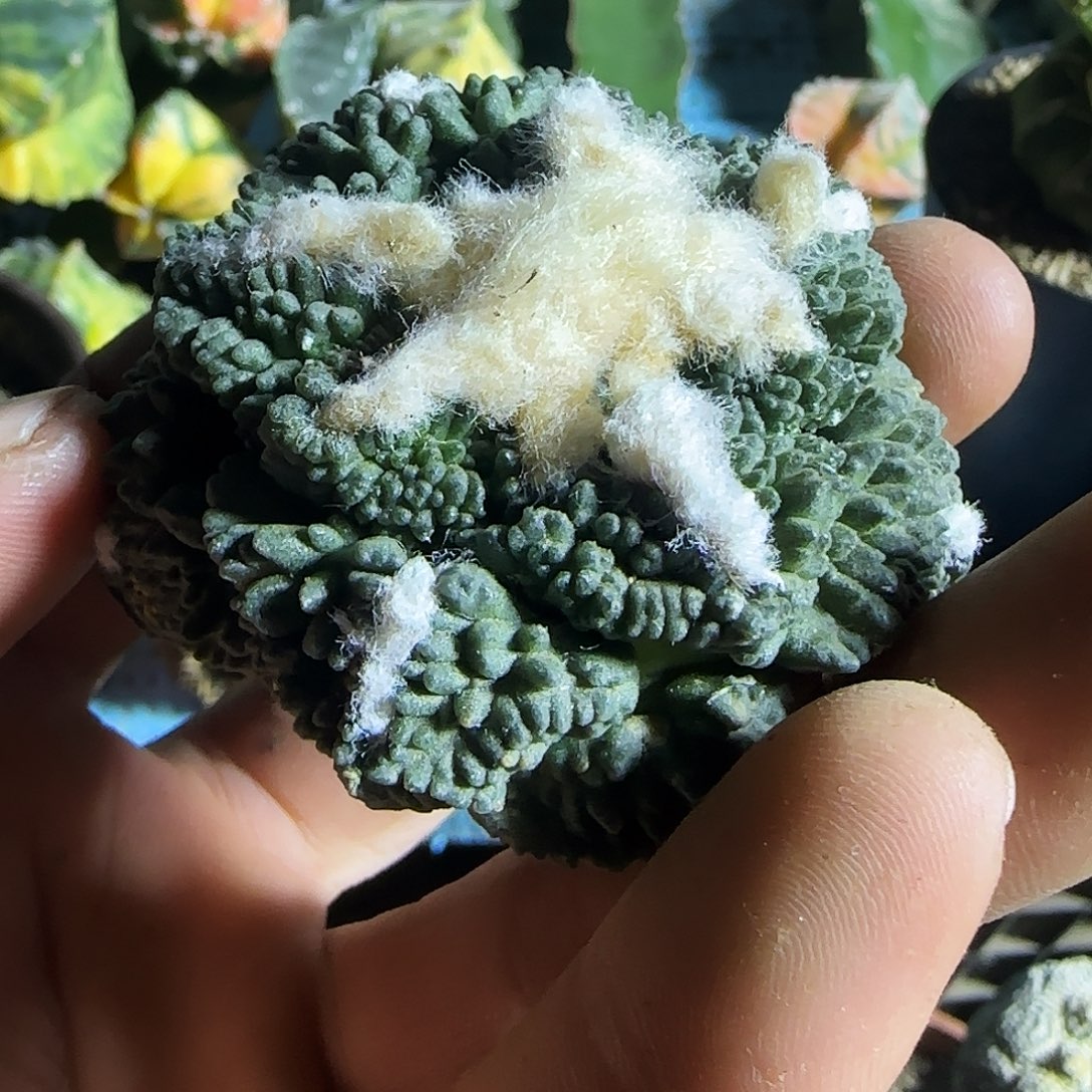 龟甲哥205仙人球开花了