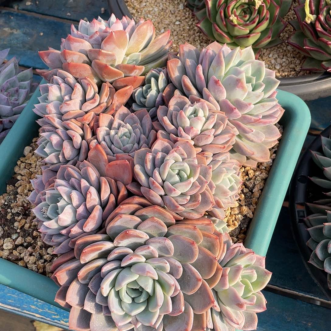 奥普胭脂杂交多肉植物