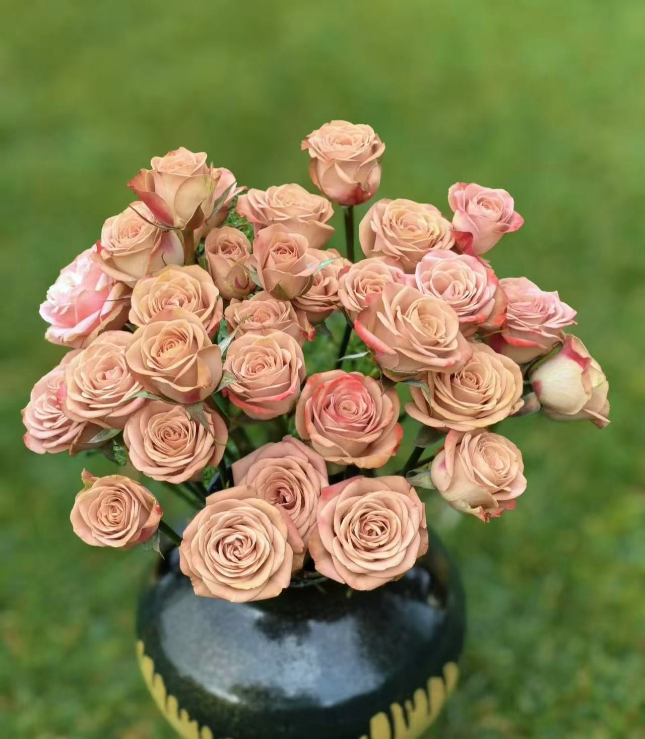 鲜花【多头卡布奇诺】同地址两单以上顺丰包邮送货上门+送配草1扎