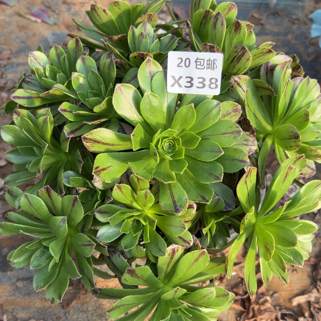 338碧火，满20包邮