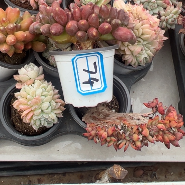 王***.一物一拍千代田74