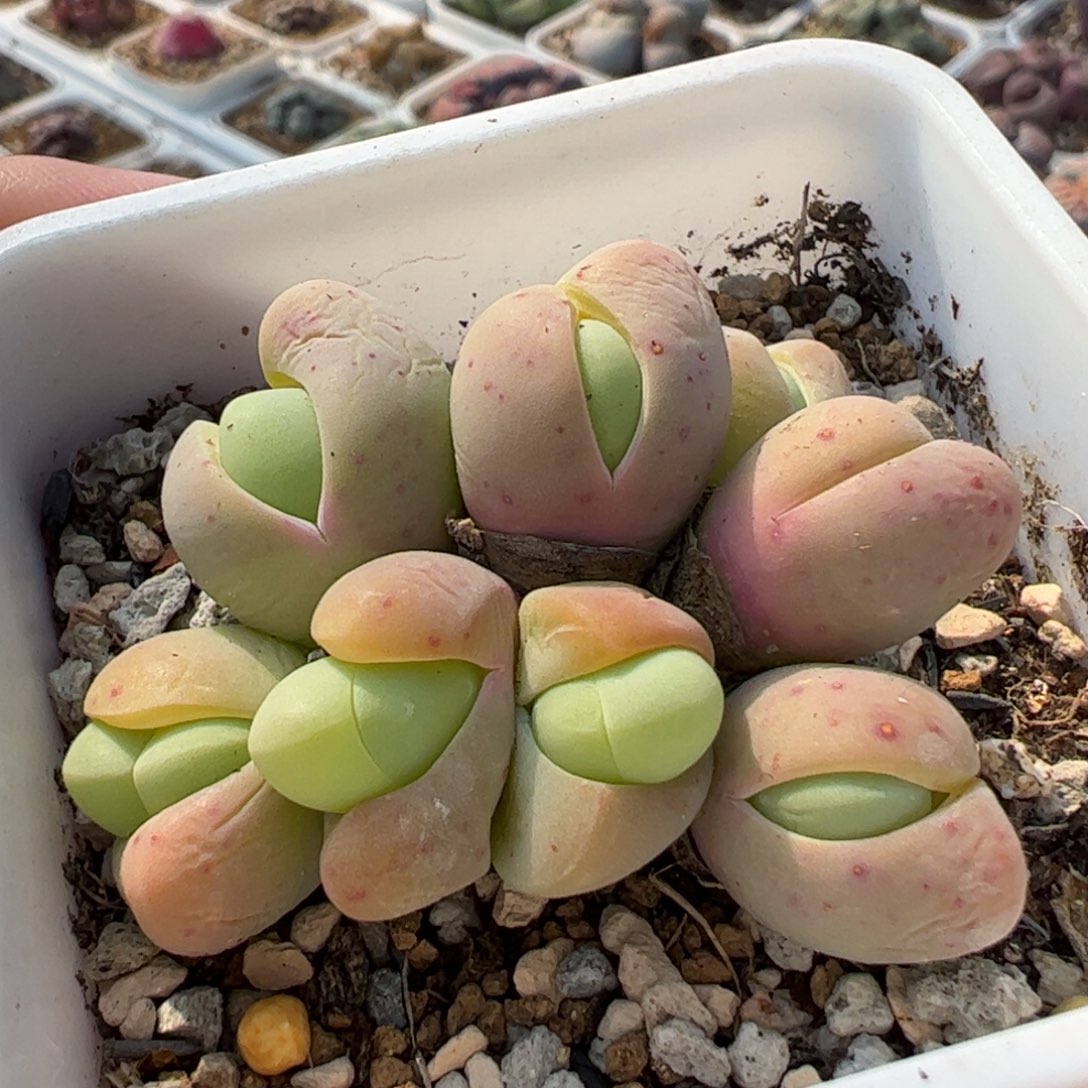 826多肉植物百科