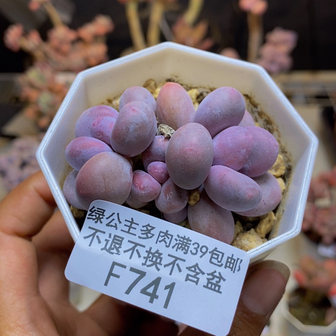 741糖豆奶多肉3cm