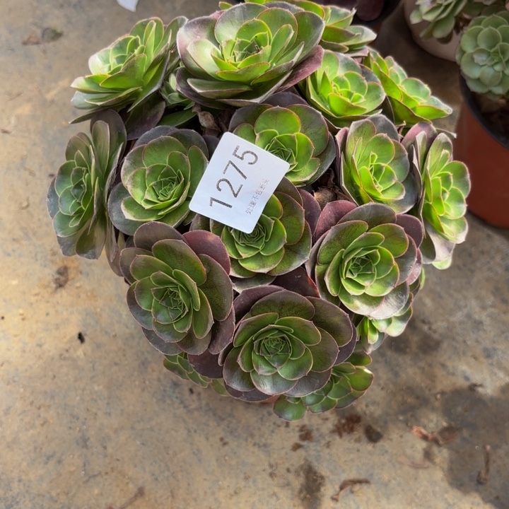 魅金玫瑰处理不包断头多肉1275