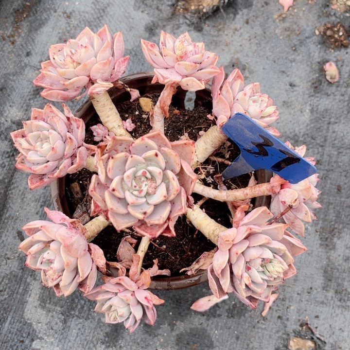 多肉，一物一拍，9.9包邮