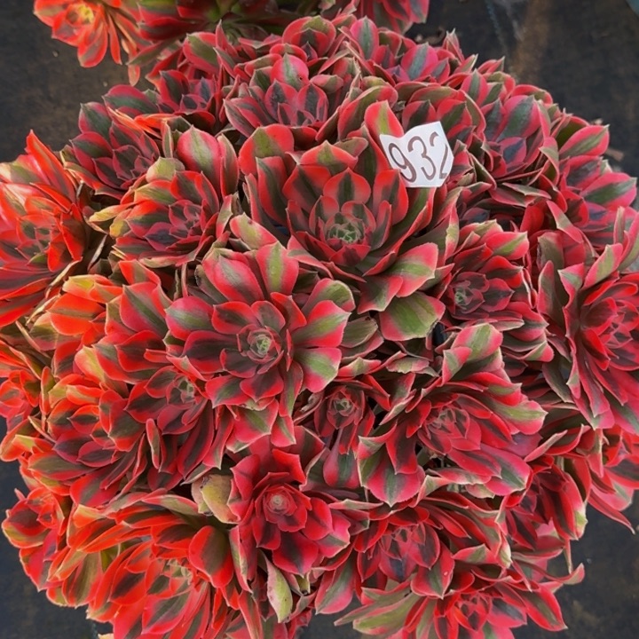 000000000932女妖多肉植物