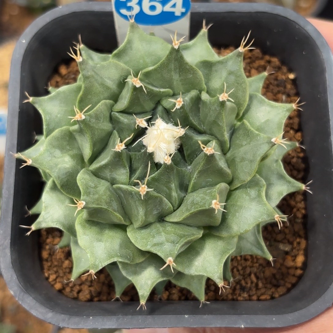 364实生帝冠带盆带土发货