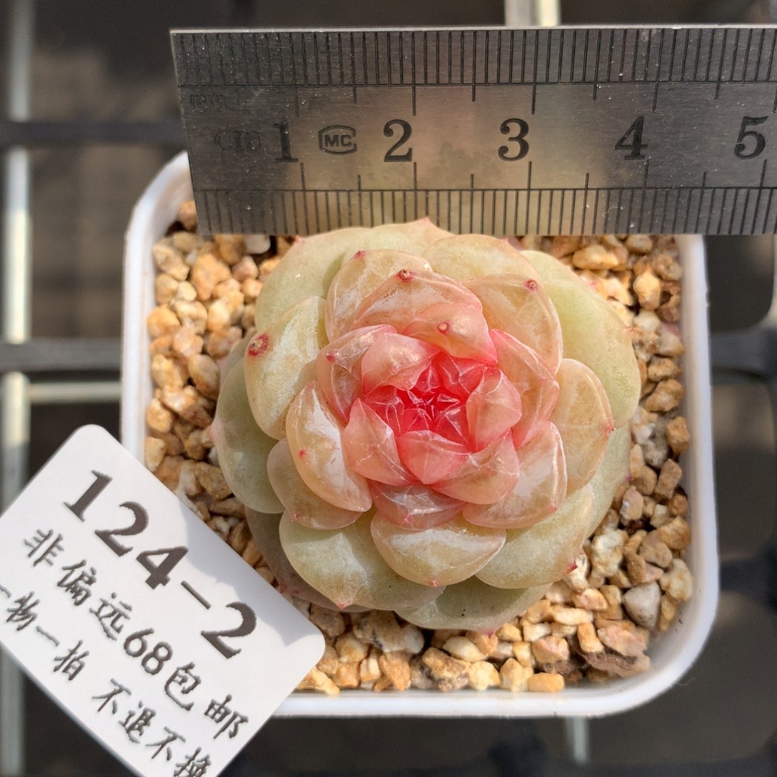 2。大富翁。珍妮糖心。