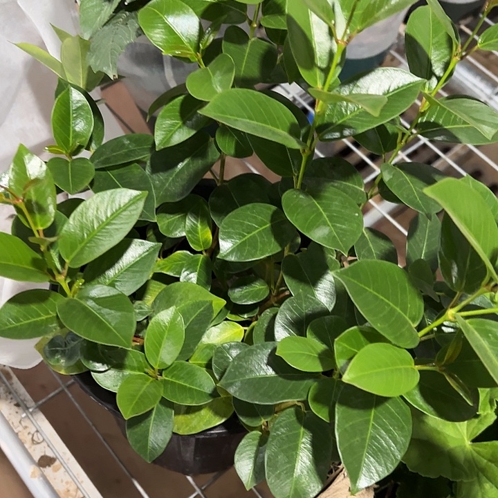 全部花苞红色飘香藤