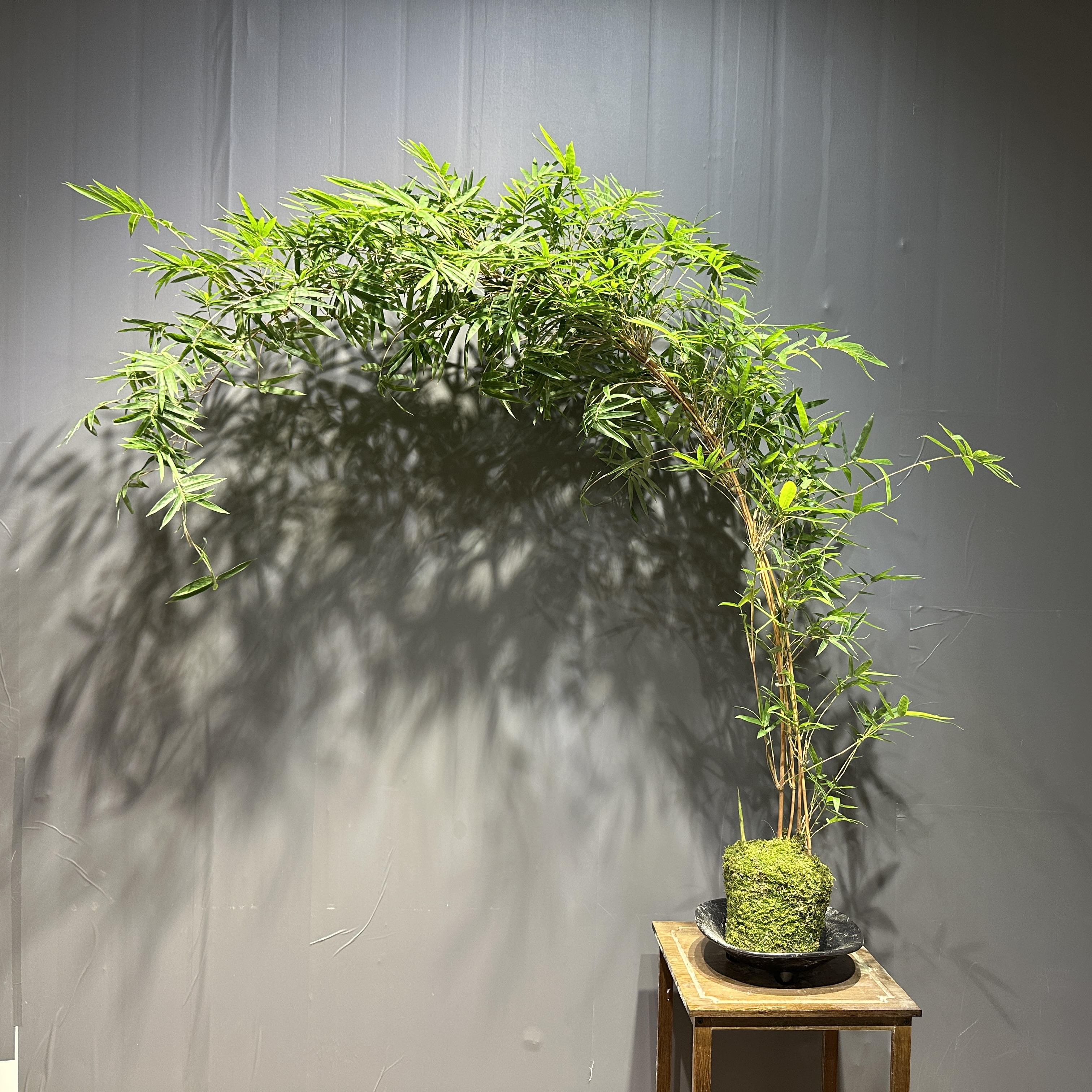 红观音竹室内外水培苔藓球绿植盆栽营造高飘枝意境(一物一拍）
