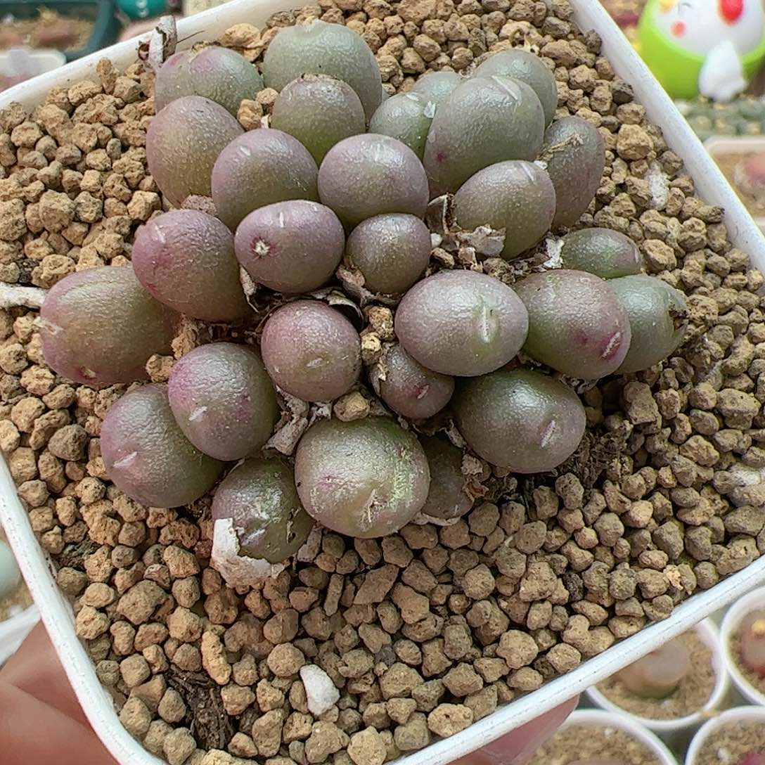 【闪购商品】356 紫葡萄