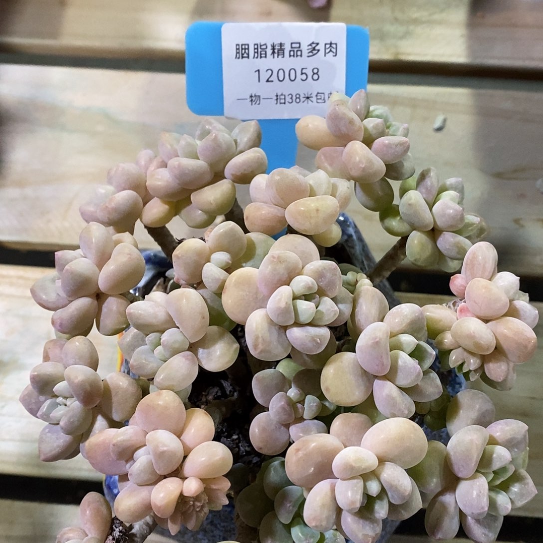 120058薄雾咯哦low