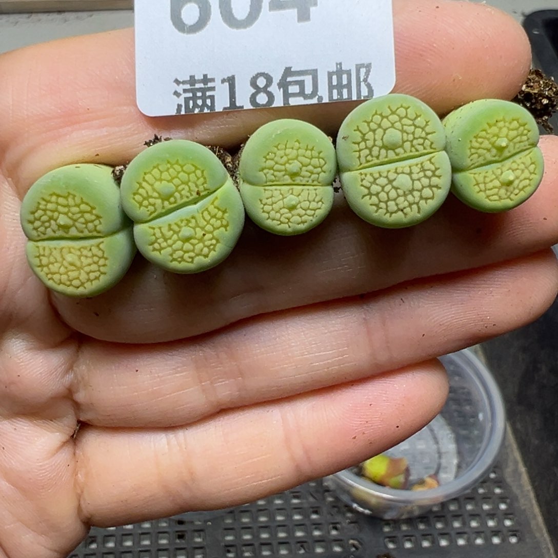 【闪购商品】604……