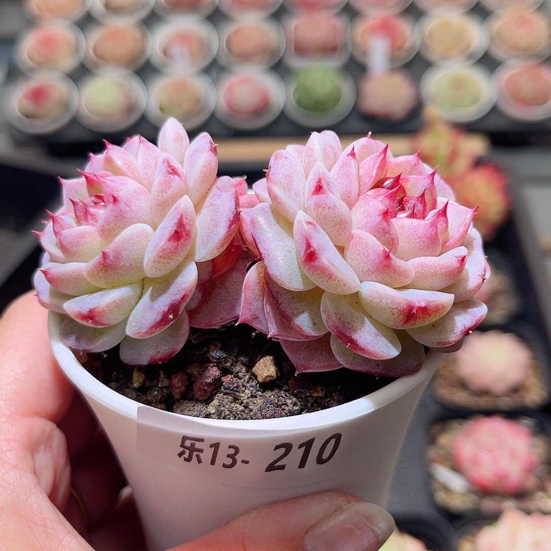 乐13-210 天鹅绒双头