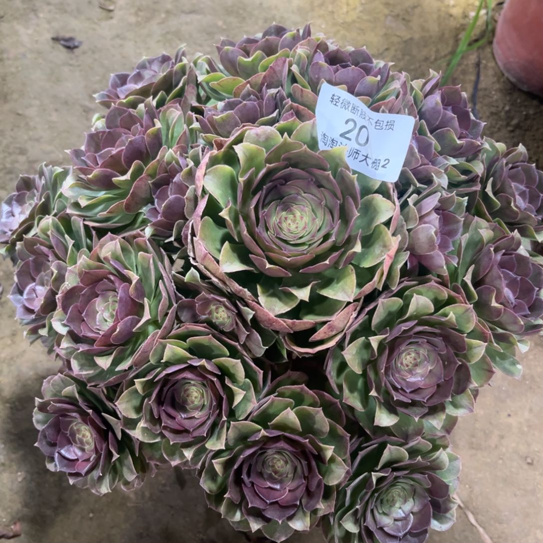 20万圣节多肉植物法师