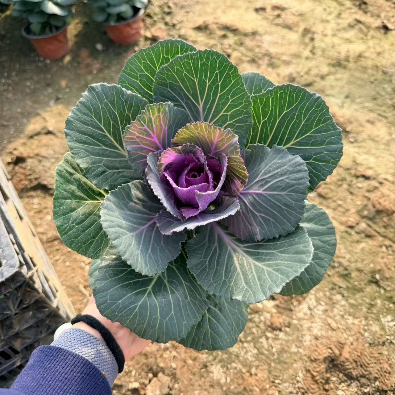 玫瑰甘蓝花苗观赏花可食用花海制造基地直发大规模种植易成活多色