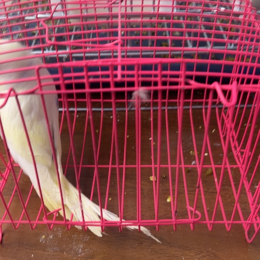 虎皮鹦鹉金彩鹦鹉