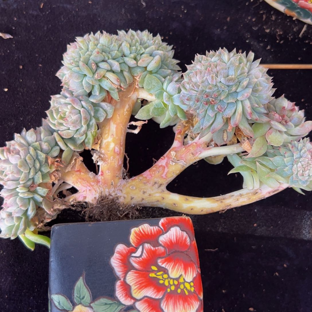 黄钻 新年快乐 新年快乐