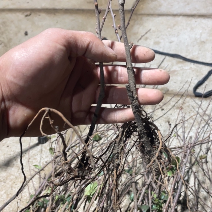 两颗     盲盒海棠花