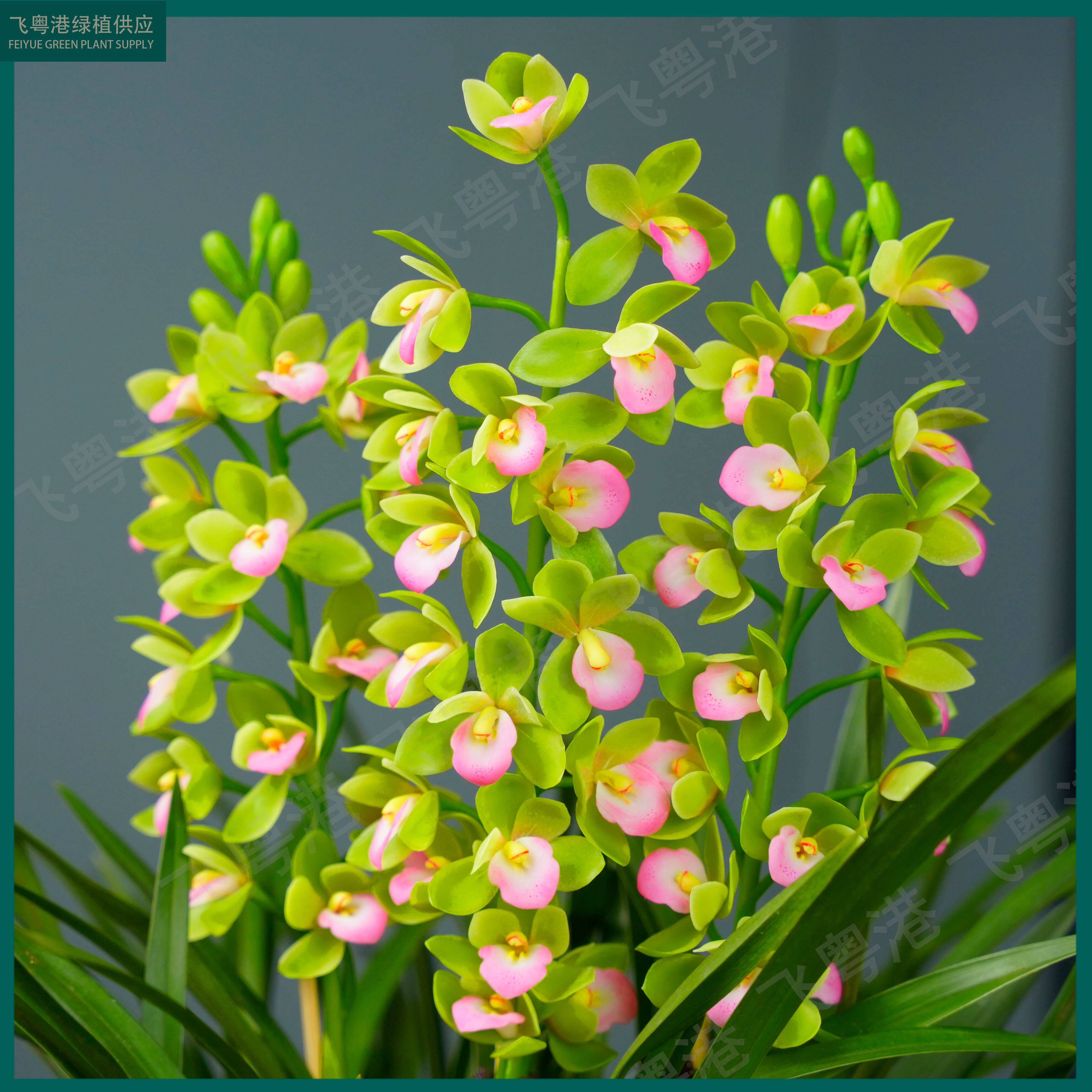 大花蕙兰【香水香兰】8苗5支花起带花苞兰花名贵精品花卉四季常青