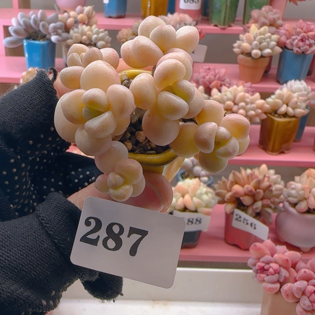 287 ，满38包邮非偏远。包邮非偏远。