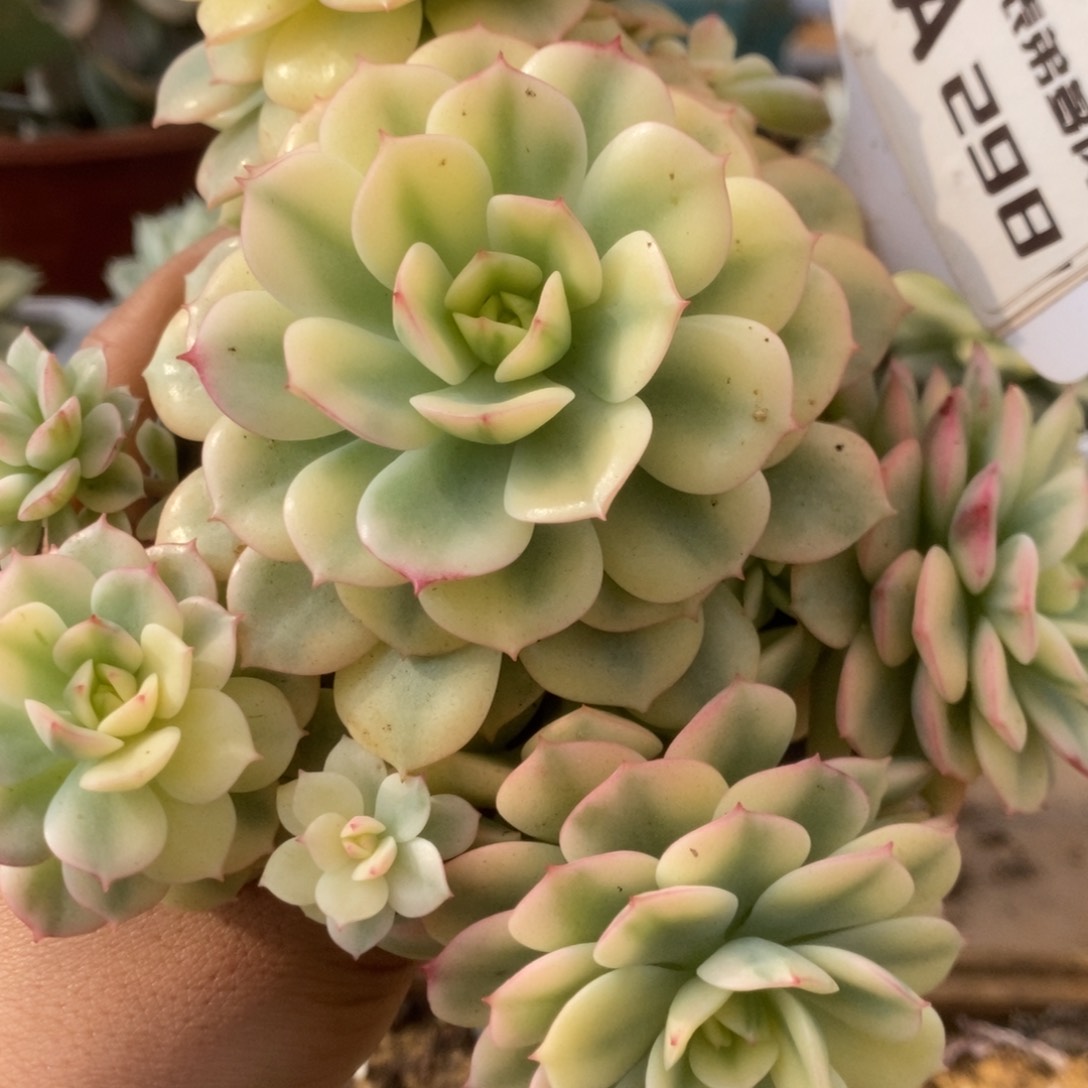 298红化妆锦锦锦锦锦锦锦