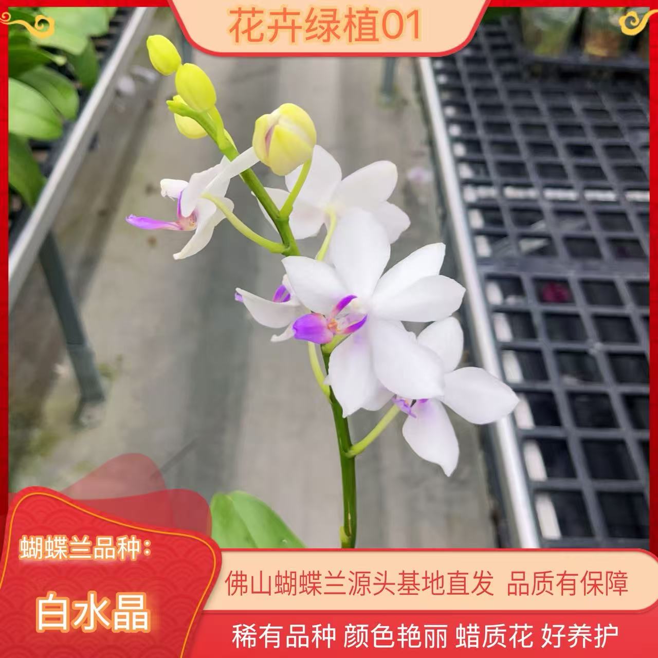 阿春蝴蝶兰【白水晶】蝴蝶兰带花苞基地直发.室内花.花期长.年花