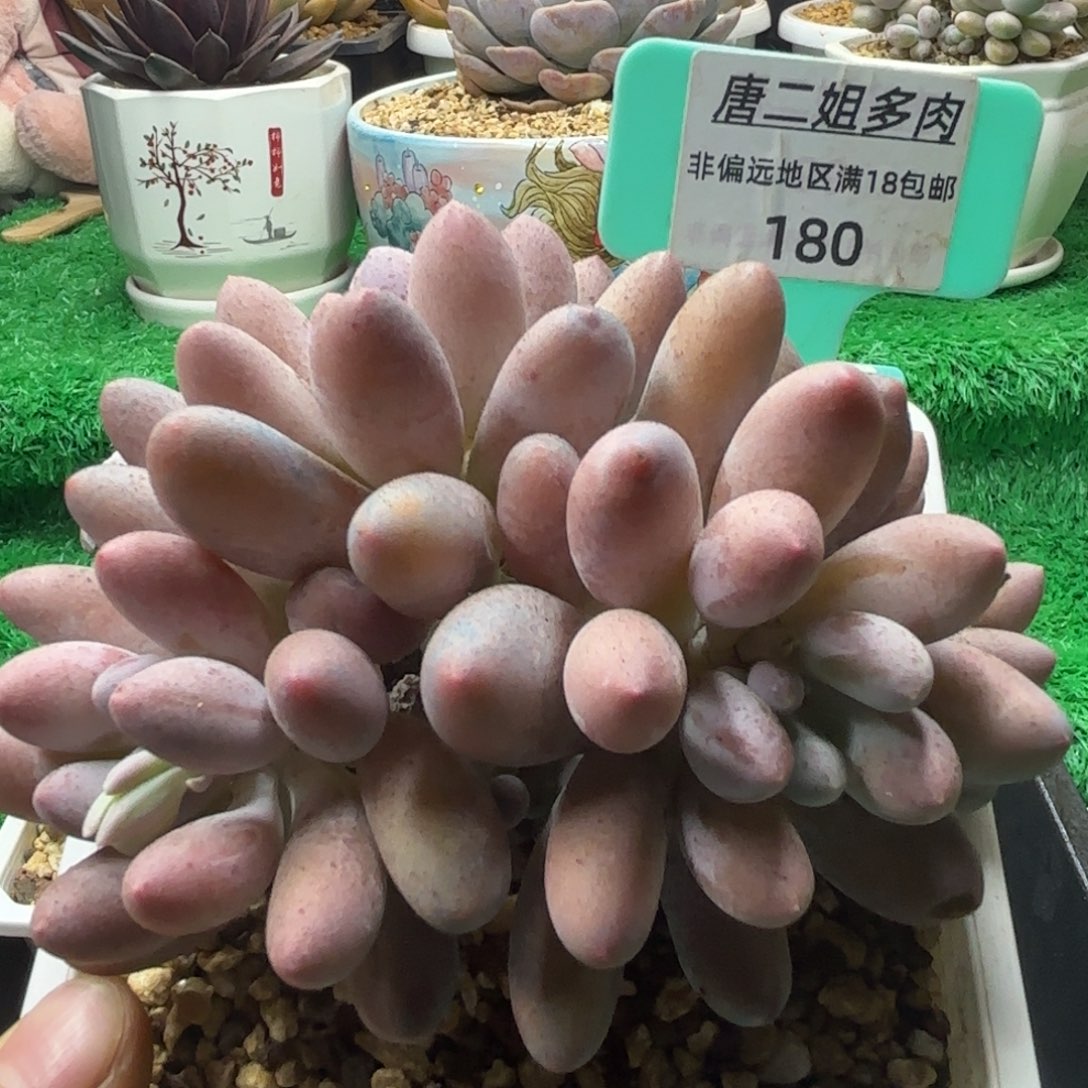 唐二姐多肉编号180