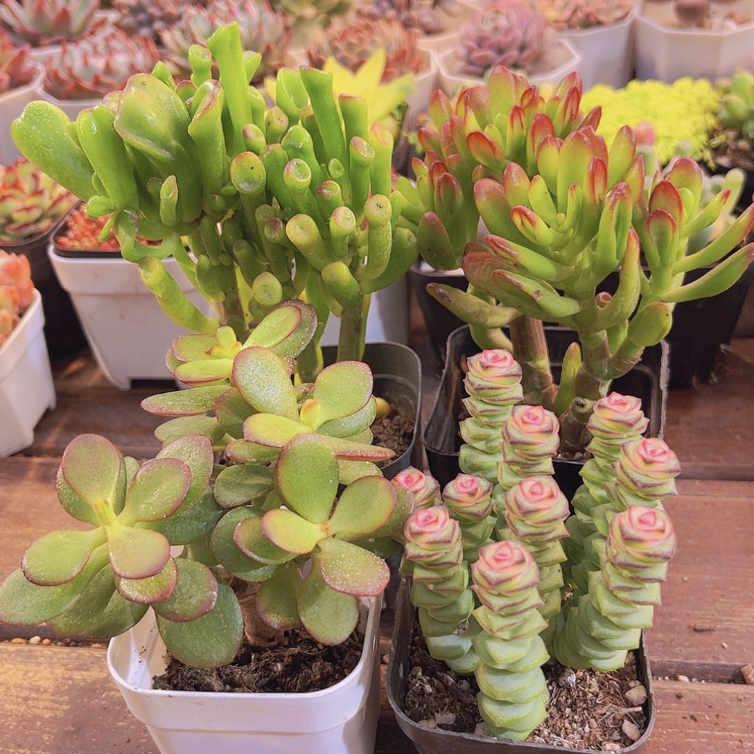 发财套餐4盆11111111111