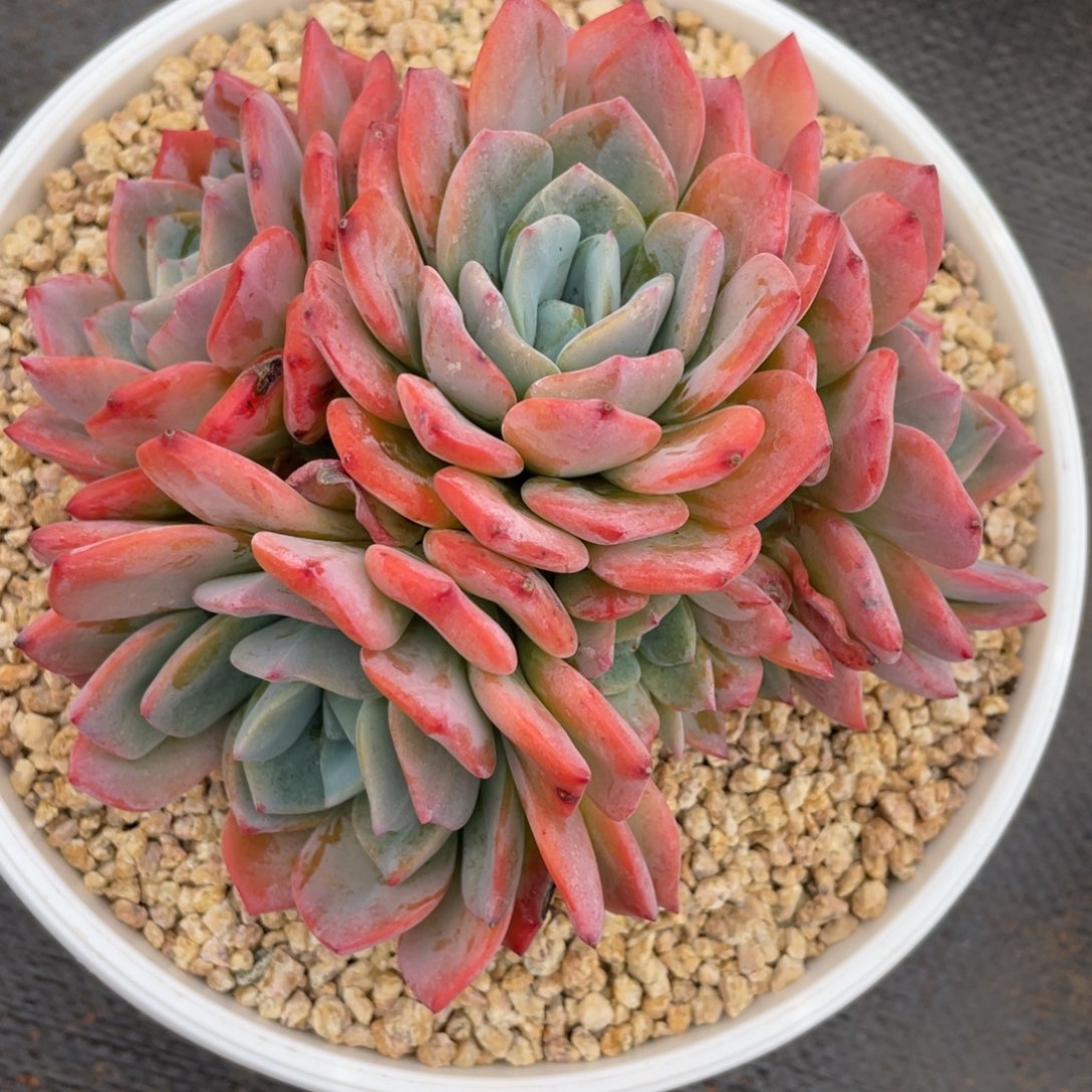 姐姐说这一套真的很好看