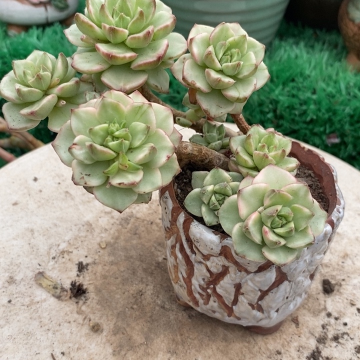 老桩迪亚锦整无砍多肉