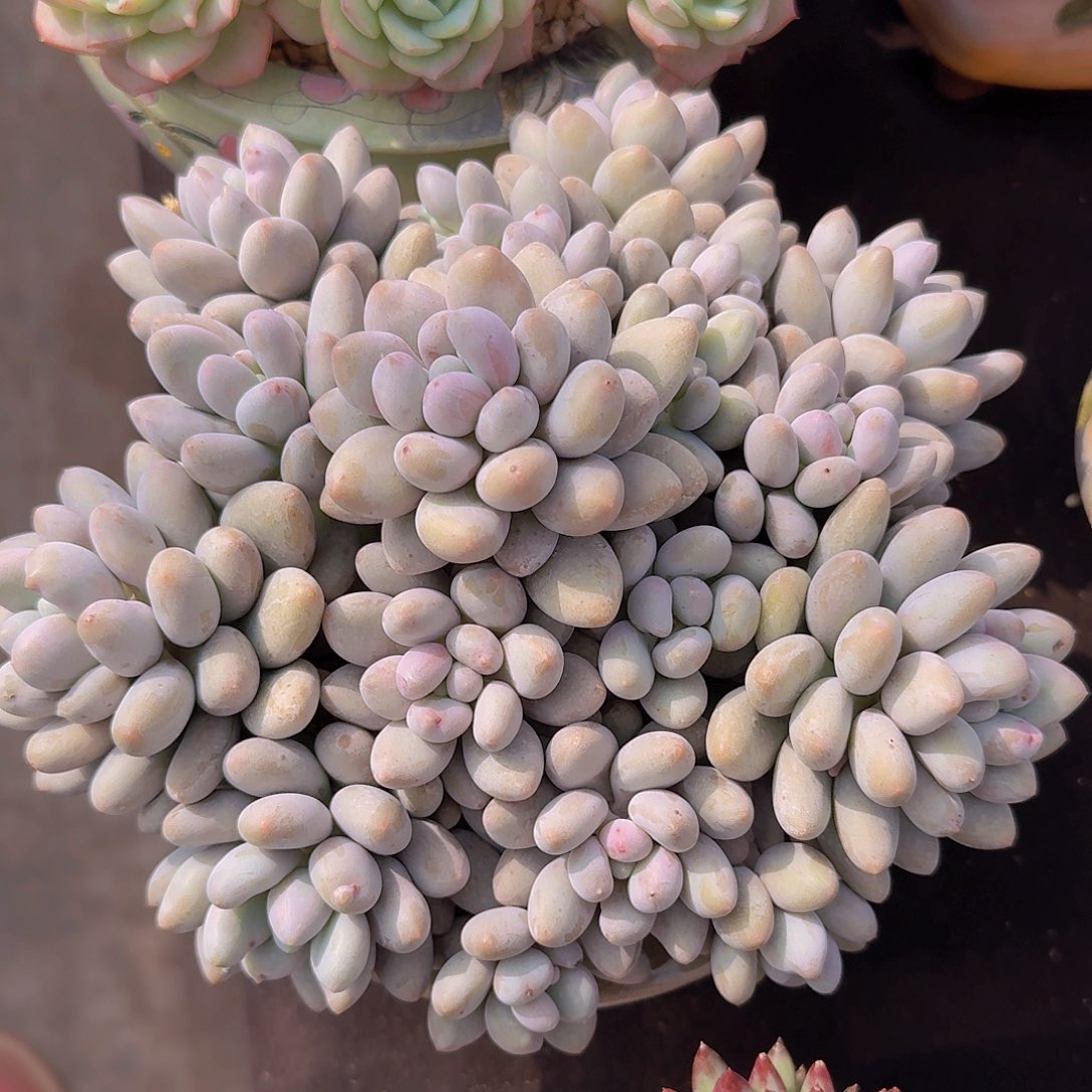 汤圆奶多肉一物一拍